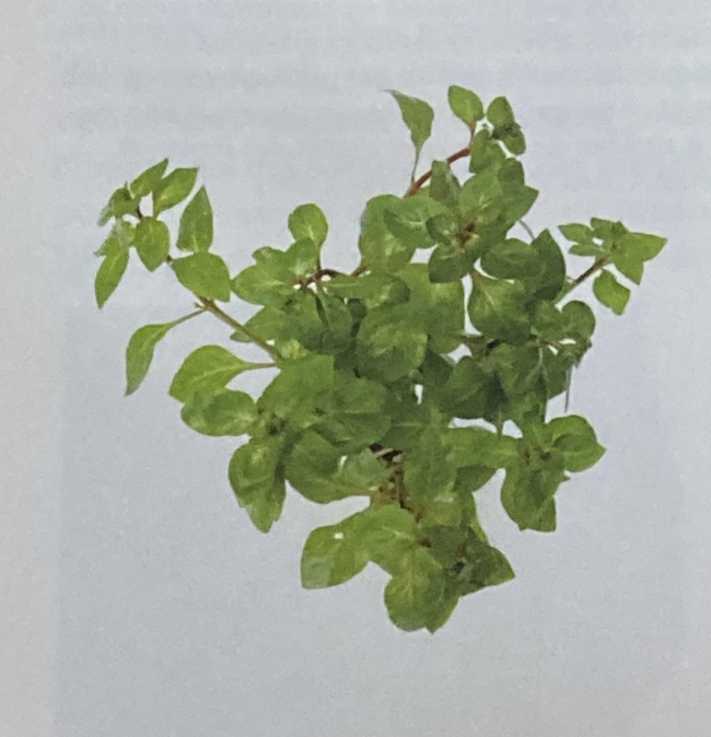 ludwigia palustris